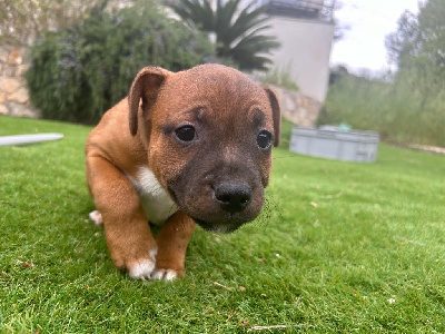 Des Terres Des Lices - Staffordshire Bull Terrier - Portée née le 01/02/2024