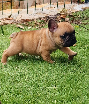 Des Terres Des Lices - Bouledogue français - Portée née le 20/09/2023