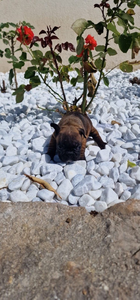 3 portes de jolis bébés bouledogue français
