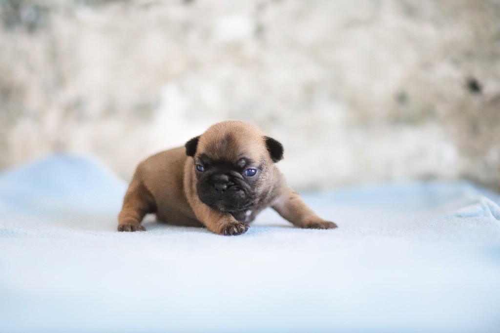 Des Terres Des Lices - Chiots disponibles - Bouledogue français