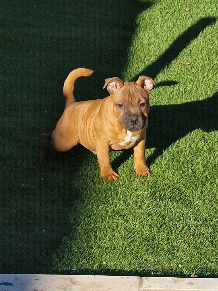 Des Terres Des Lices - Staffordshire Bull Terrier - Portée née le 16/10/2023