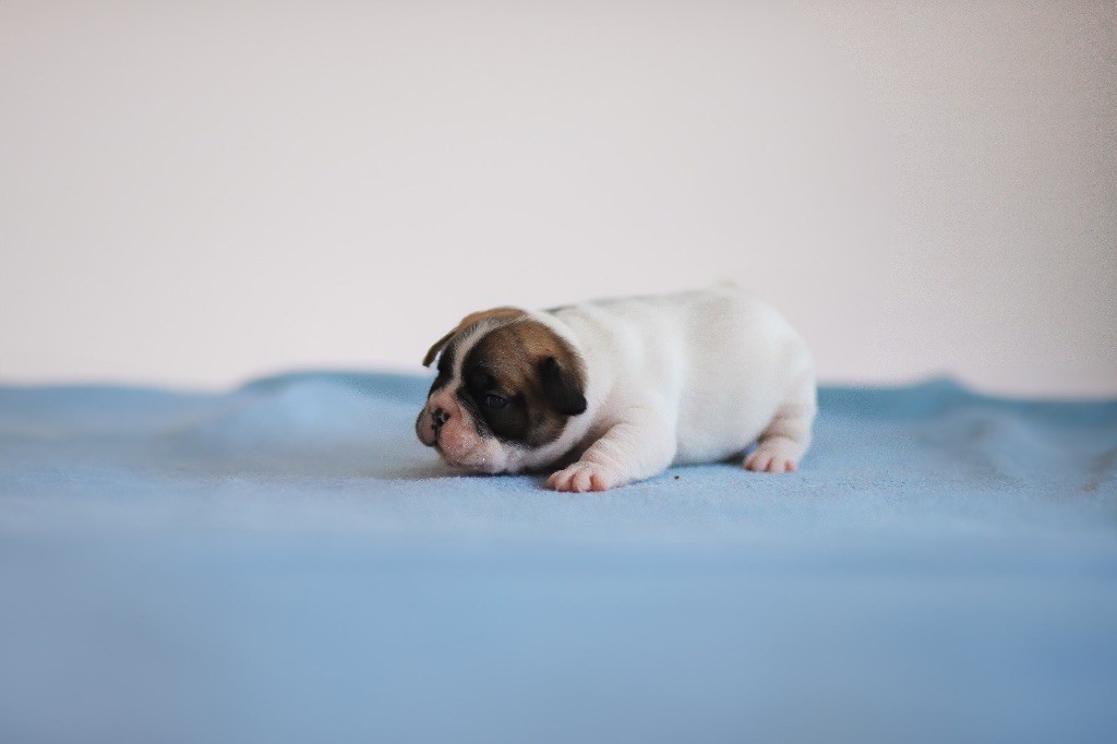 Des Terres Des Lices - Chiots disponibles - Bouledogue français