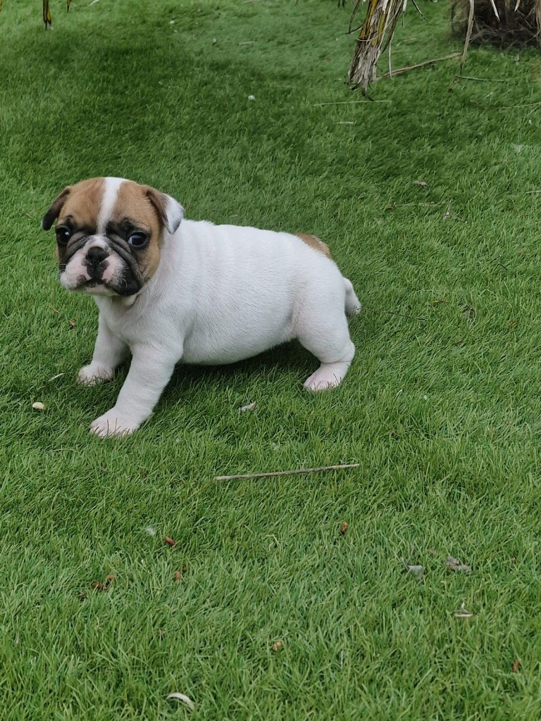 Des Terres Des Lices - Chiots disponibles - Bouledogue français