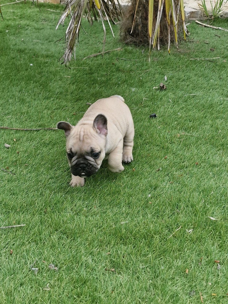 Des Terres Des Lices - Chiots disponibles - Bouledogue français