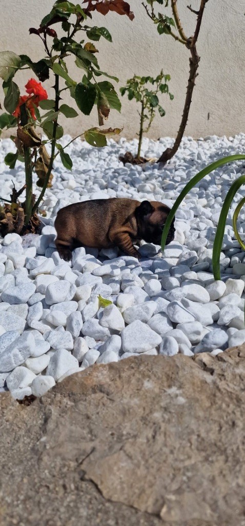 Des Terres Des Lices - Chiots disponibles - Bouledogue français