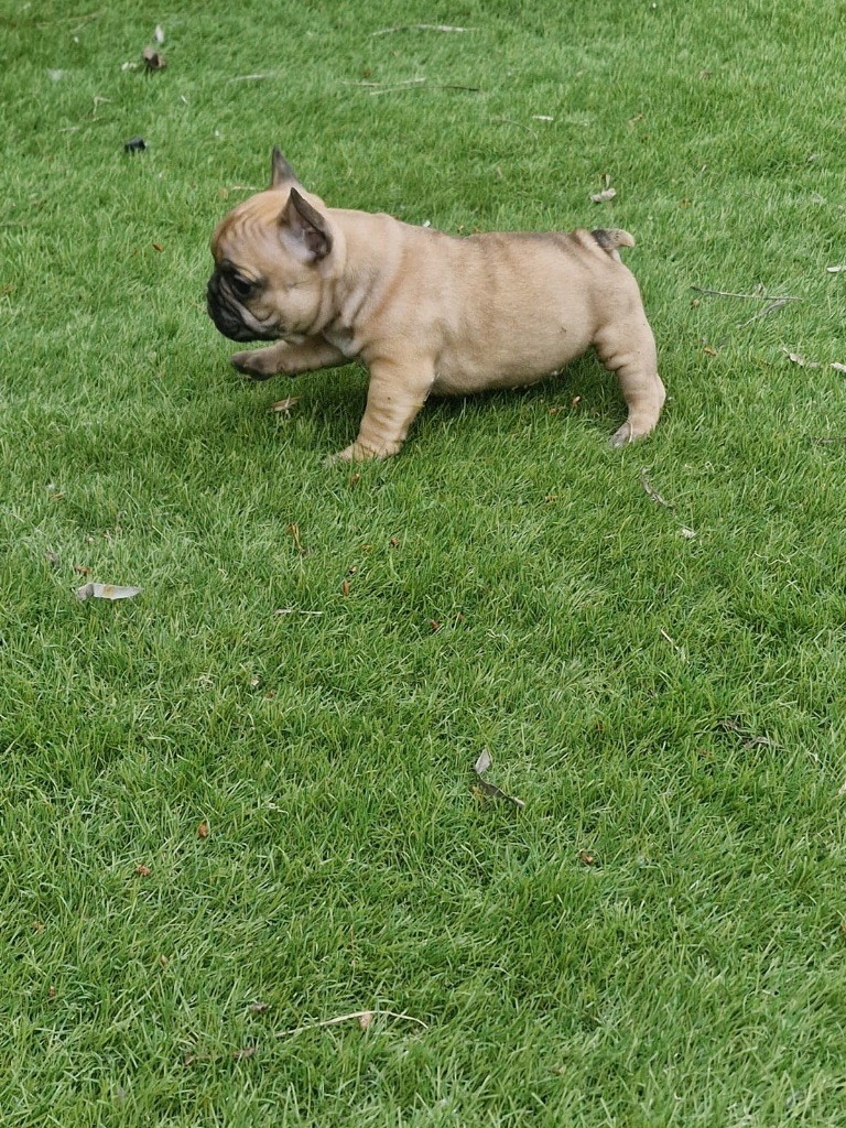 Des Terres Des Lices - Chiots disponibles - Bouledogue français