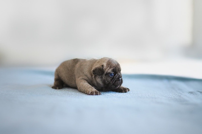 CHIOT 4