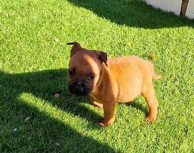 CHIOT 8