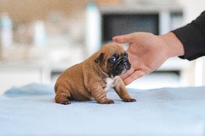 CHIOT 6
