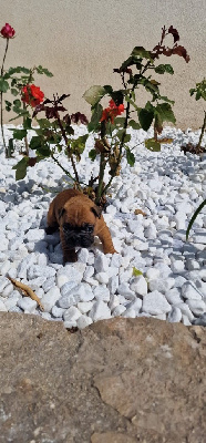 CHIOT 5
