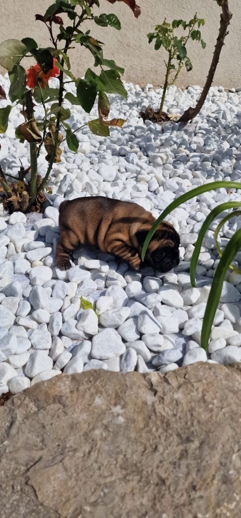 Des Terres Des Lices - Chiots disponibles - Bouledogue français