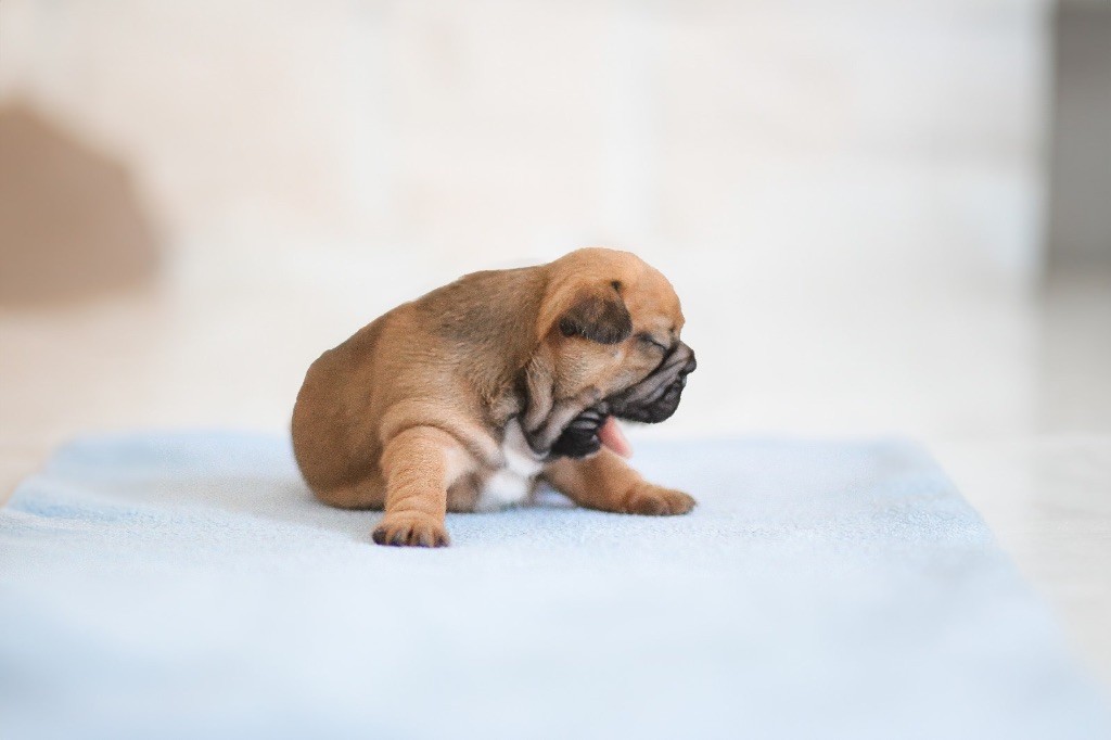 Des Terres Des Lices - Chiots disponibles - Bouledogue français