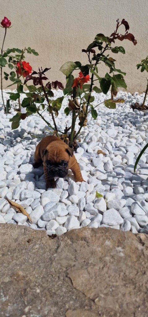 Des Terres Des Lices - Chiots disponibles - Bouledogue français